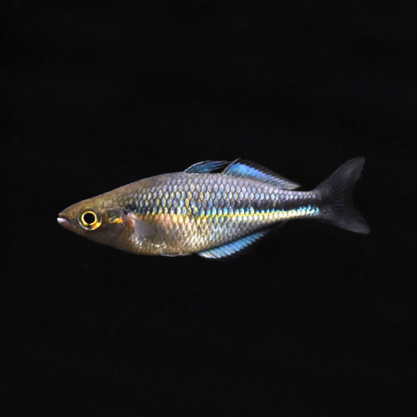 Blauer Regenbogenfisch, Melanotaenia lacustris